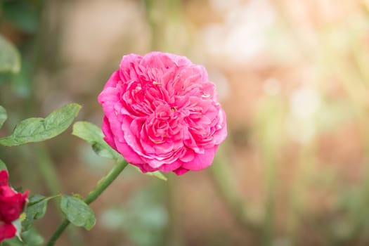 Roses in the garden, Roses are beautiful with a beautiful sunny day.