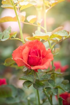 Roses in the garden, Roses are beautiful with a beautiful sunny day.