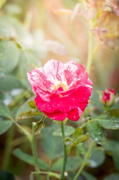 Roses in the garden, Roses are beautiful with a beautiful sunny day.