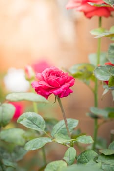 Roses in the garden, Roses are beautiful with a beautiful sunny day.