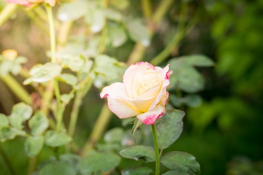 Roses in the garden, Roses are beautiful with a beautiful sunny day.