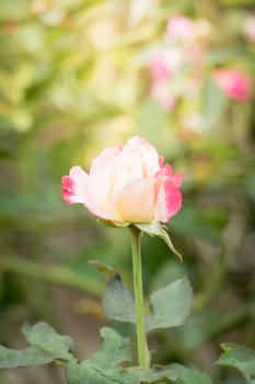 Roses in the garden, Roses are beautiful with a beautiful sunny day.