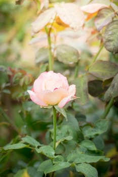 Roses in the garden, Roses are beautiful with a beautiful sunny day.