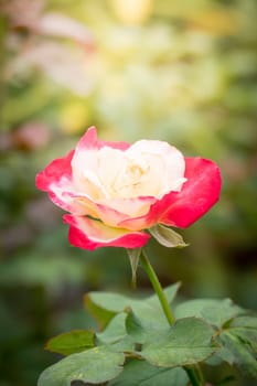 Roses in the garden, Roses are beautiful with a beautiful sunny day.