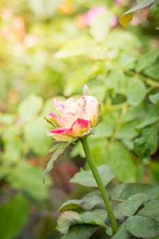 Roses in the garden, Roses are beautiful with a beautiful sunny day.