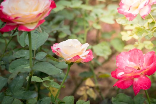 Roses in the garden, Roses are beautiful with a beautiful sunny day.