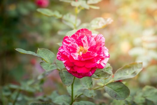 Roses in the garden, Roses are beautiful with a beautiful sunny day.