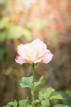 Roses in the garden, Roses are beautiful with a beautiful sunny day.