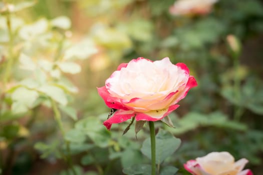 Roses in the garden, Roses are beautiful with a beautiful sunny day.