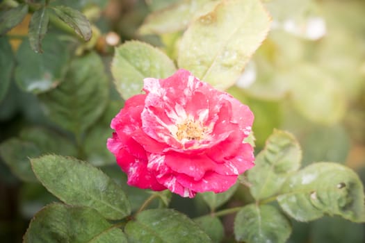 Roses in the garden, Roses are beautiful with a beautiful sunny day.