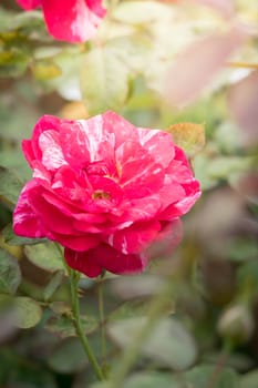 Roses in the garden, Roses are beautiful with a beautiful sunny day.