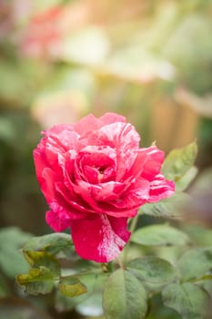 Roses in the garden, Roses are beautiful with a beautiful sunny day.