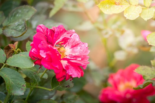 Roses in the garden, Roses are beautiful with a beautiful sunny day.