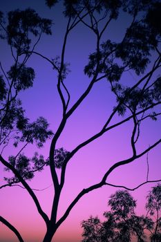 Tree silhouette at dusk in Ipswich, Queensland with vibrant colours.