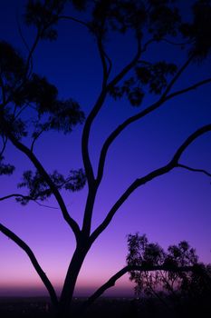 Tree silhouette at dusk in Ipswich, Queensland with vibrant colours.