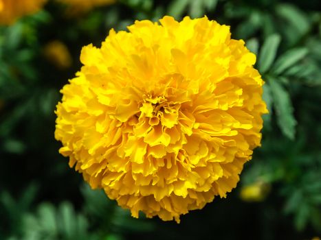 Marigold flowers in the meadow in the sunlight with nature landscape and blue sky