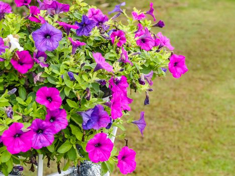 Purple and violet petunia flowers close up in the garden with green field in bachground