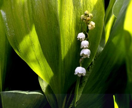 in the middle of bright green bloomed lilies of the valley