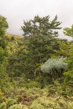 A Yellowwood tree, a Mountain Kiepersol trees and tree ferns in the Kwazulu-Natal Drakensberg