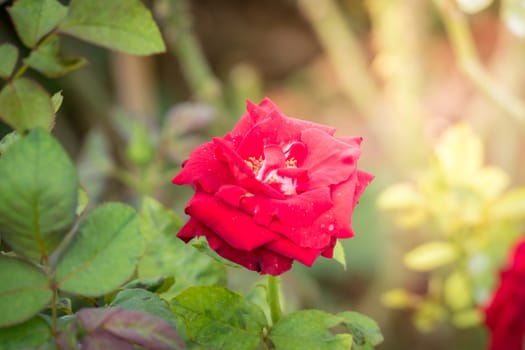 Roses in the garden, Roses are beautiful with a beautiful sunny day.