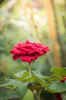 Roses in the garden, Roses are beautiful with a beautiful sunny day.