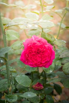 Roses in the garden, Roses are beautiful with a beautiful sunny day.