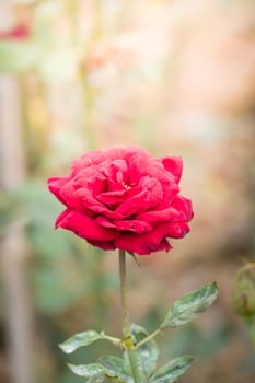 Roses in the garden, Roses are beautiful with a beautiful sunny day.