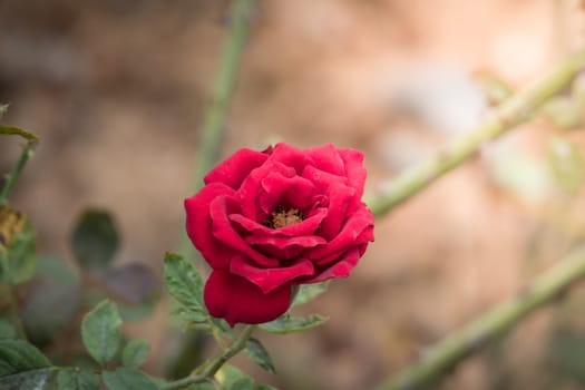 Roses in the garden, Roses are beautiful with a beautiful sunny day.