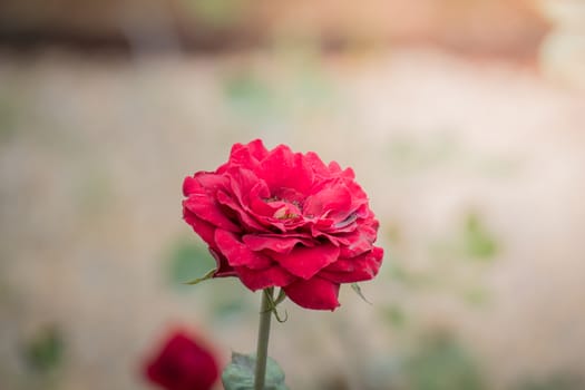 Roses in the garden, Roses are beautiful with a beautiful sunny day.