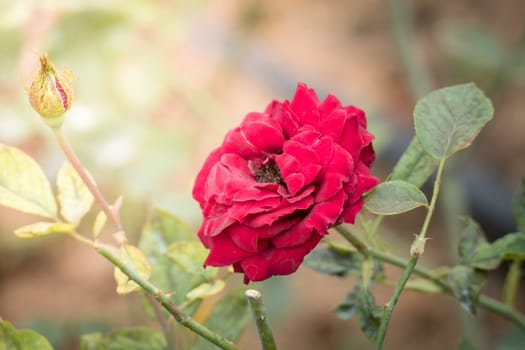 Roses in the garden, Roses are beautiful with a beautiful sunny day.