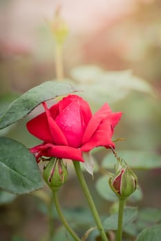 Roses in the garden, Roses are beautiful with a beautiful sunny day.