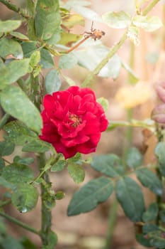 Roses in the garden, Roses are beautiful with a beautiful sunny day.