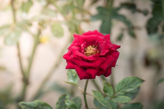 Roses in the garden, Roses are beautiful with a beautiful sunny day.