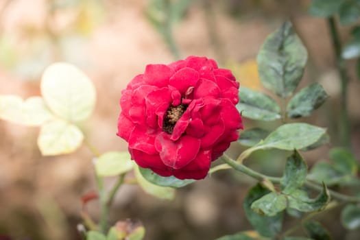 Roses in the garden, Roses are beautiful with a beautiful sunny day.