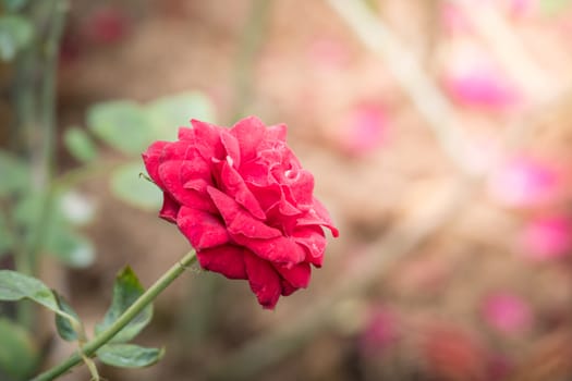 Roses in the garden, Roses are beautiful with a beautiful sunny day.