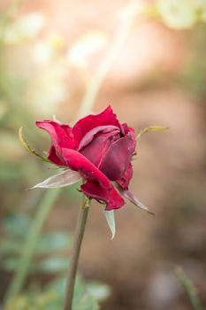 Roses in the garden, Roses are beautiful with a beautiful sunny day.