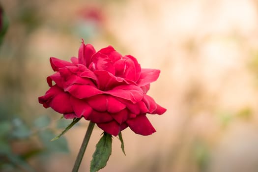 Roses in the garden, Roses are beautiful with a beautiful sunny day.