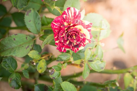 Roses in the garden, Roses are beautiful with a beautiful sunny day.