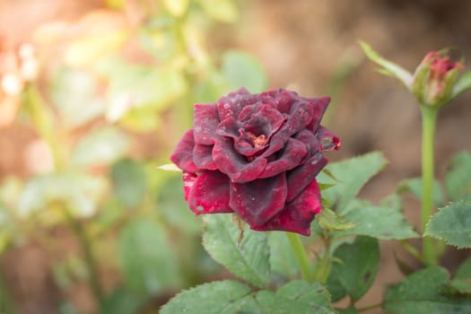 Roses in the garden, Roses are beautiful with a beautiful sunny day.