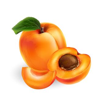 Apricot with leaves. Isolated illustration on white background.