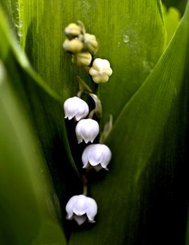 in the middle of bright green bloomed lilies of the valley