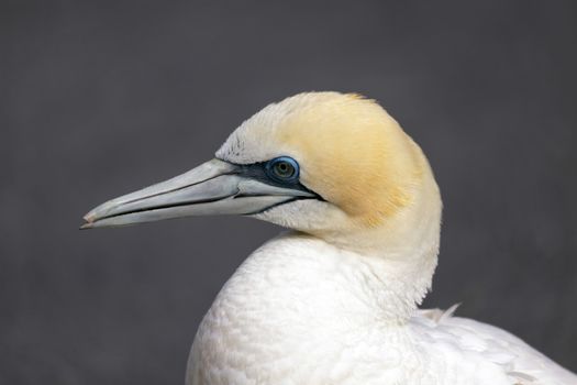 Australasian Gannet (Morus serrator)