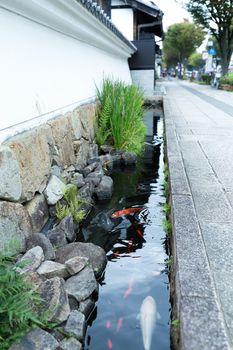 Koi fish in the roadside