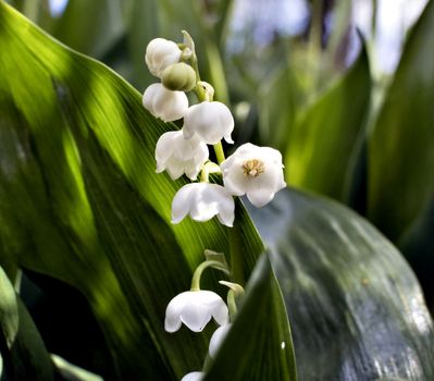 in the middle of bright green bloomed lilies of the valley