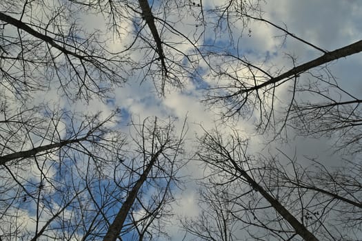 View up on sky in forest during winter time