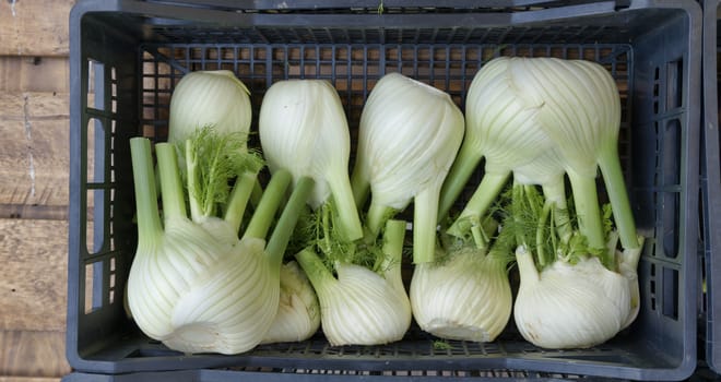 market stall with fresh raw fennel