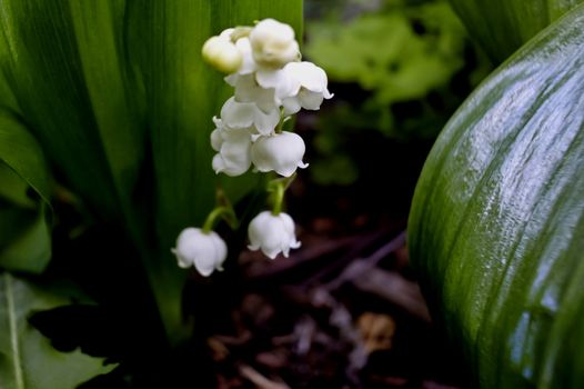 in the middle of bright green bloomed lilies of the valley