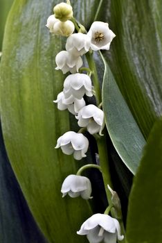 in the middle of bright green bloomed lilies of the valley