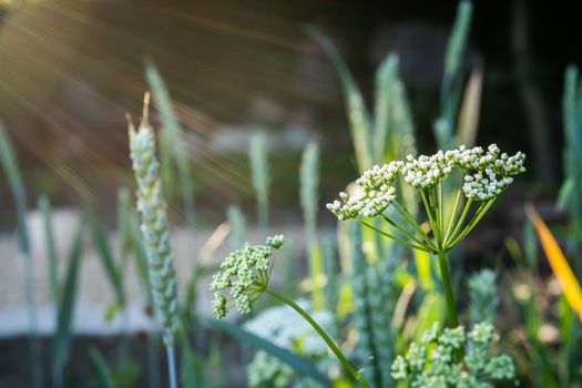 White wild flowers in golden evening light