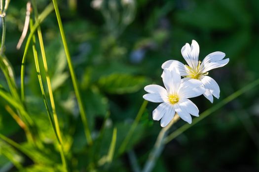 White wild flowers in golden evening light